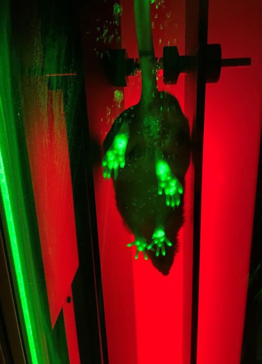 Ganganalyse einer Maus mittels Fluoreszenz