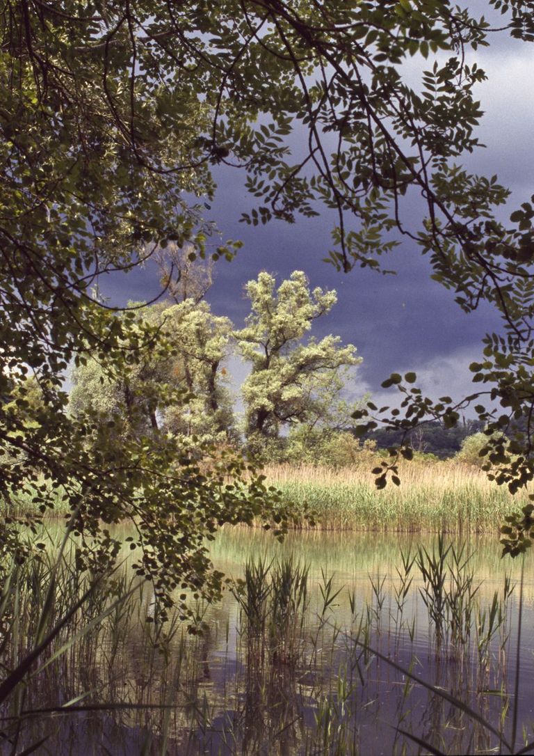 thundery atmosphere lake alluvial forest
