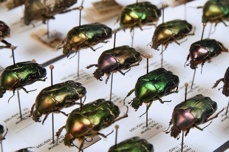 Käfersammlung im Naturmuseum Solothurn