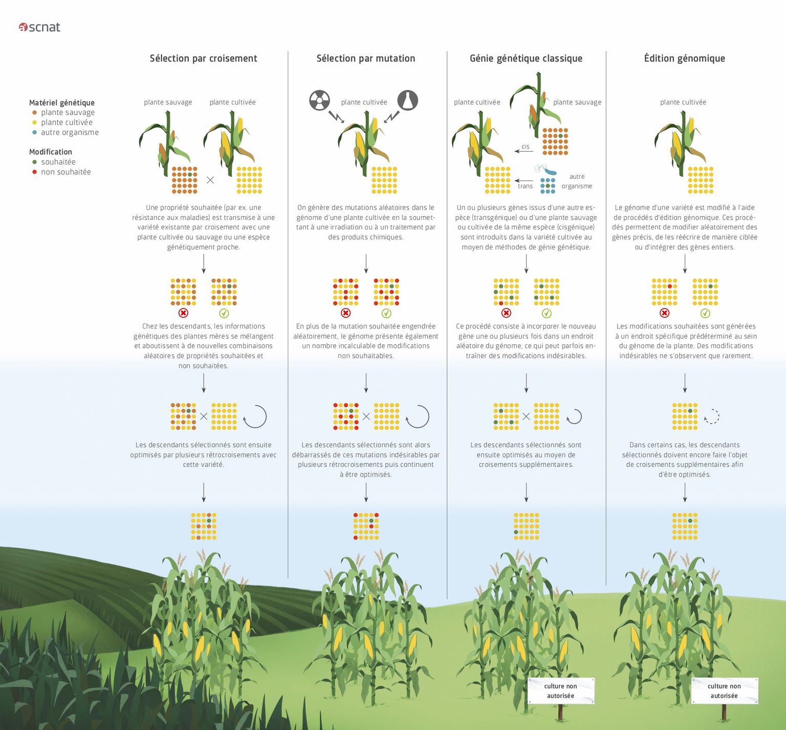 Infographie La sélection végétale