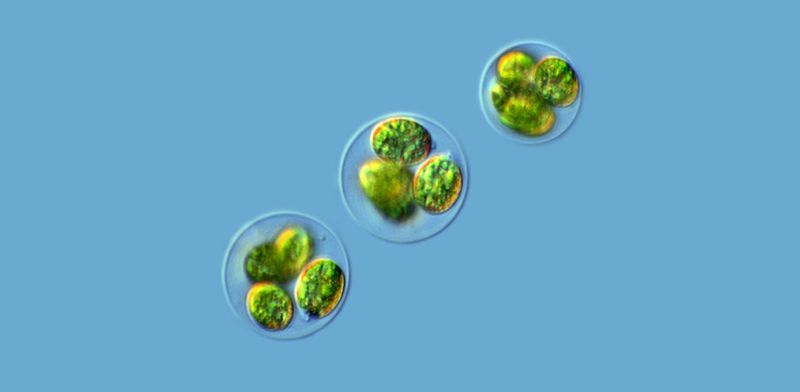 Des algues vertes microscopiques du genre Gloeocystis.