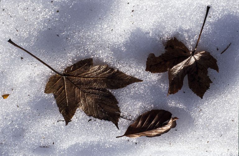 feuilles feuillage neige
