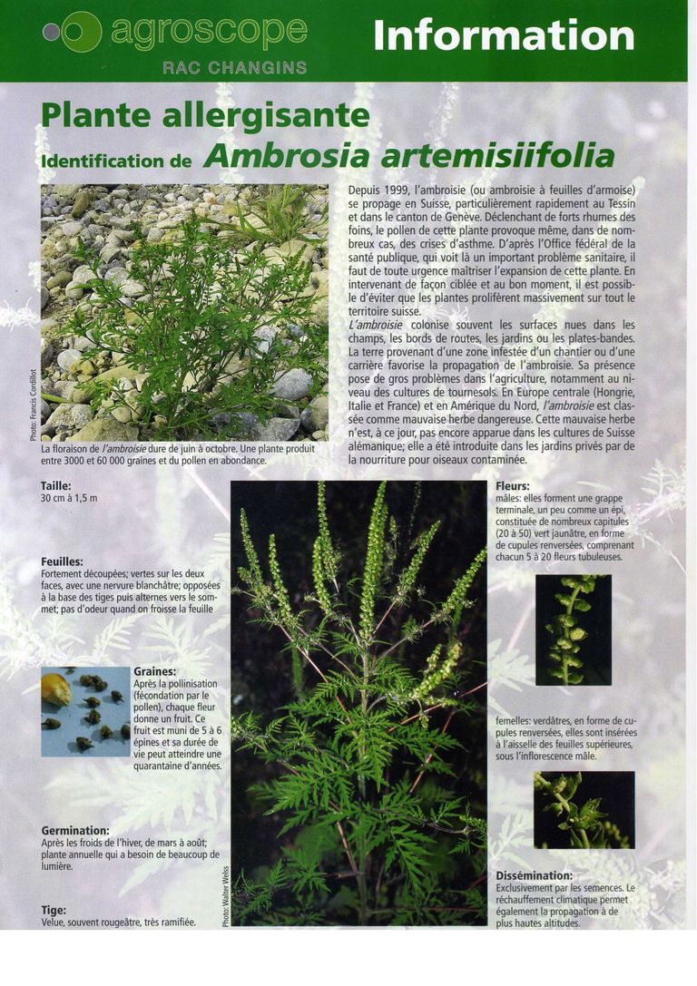 Plante allergisante: Ambrosia artemisiifolia