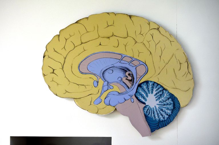 Das Gehirn