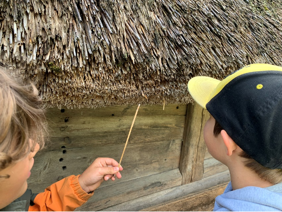 Kinder entdecken Wildbienen am Schilf- und Strohdach des Hauses Oberentfelden.