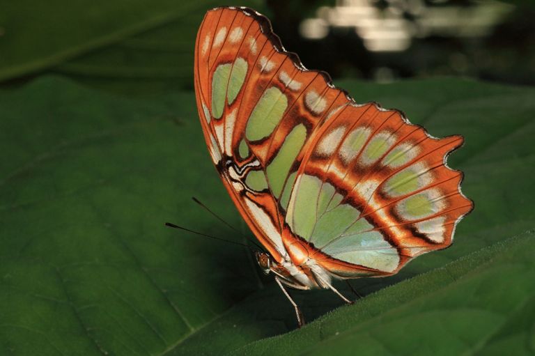 Die Vielfalt der Schmetterlinge im Papiliorama