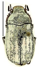 Cyphochilus rohingyae