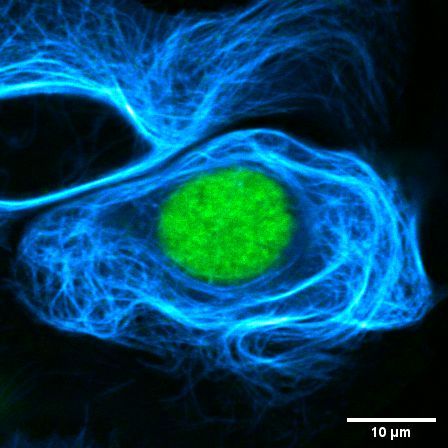 Live-cell fluorescence lifetime multiplexing of CEP41 (microtubules) and H2B (nucleus) fused to HaloTag7 and HaloTag11, respectively. The two HaloTags were labeled with MaP618-CA.