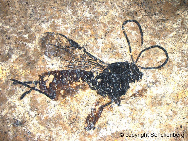 Fossile Schlupfwespe aus der Grube Messel in Deutschland
