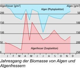 Jahresbang Biomasse (Greifensee)