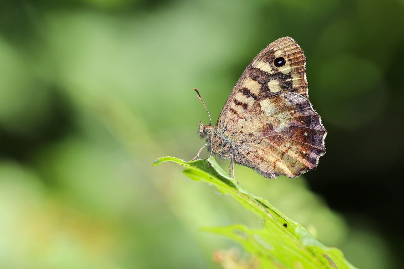 Pararge aegeria (Speckled wood)