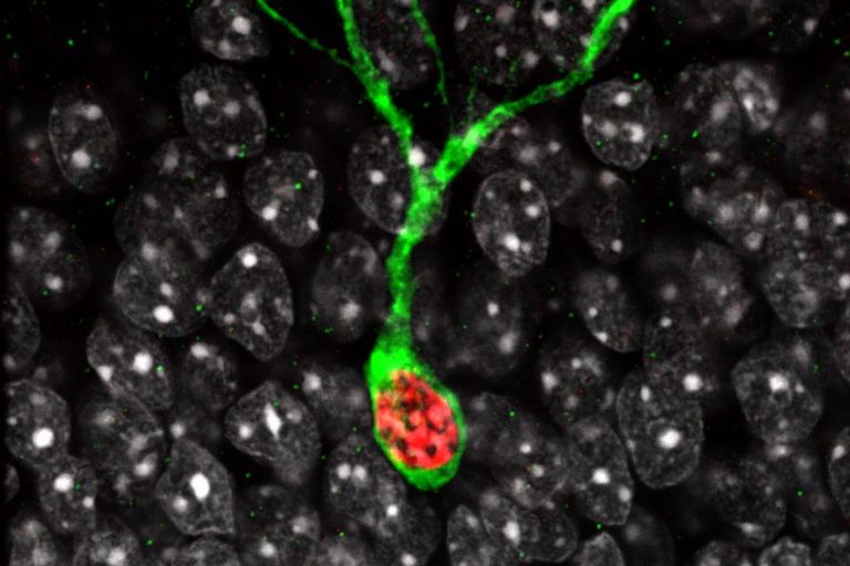 Eine Nervenzelle (grün) im Hirn, die durch das Lernen epigenetisch (rot) verändert wurde.