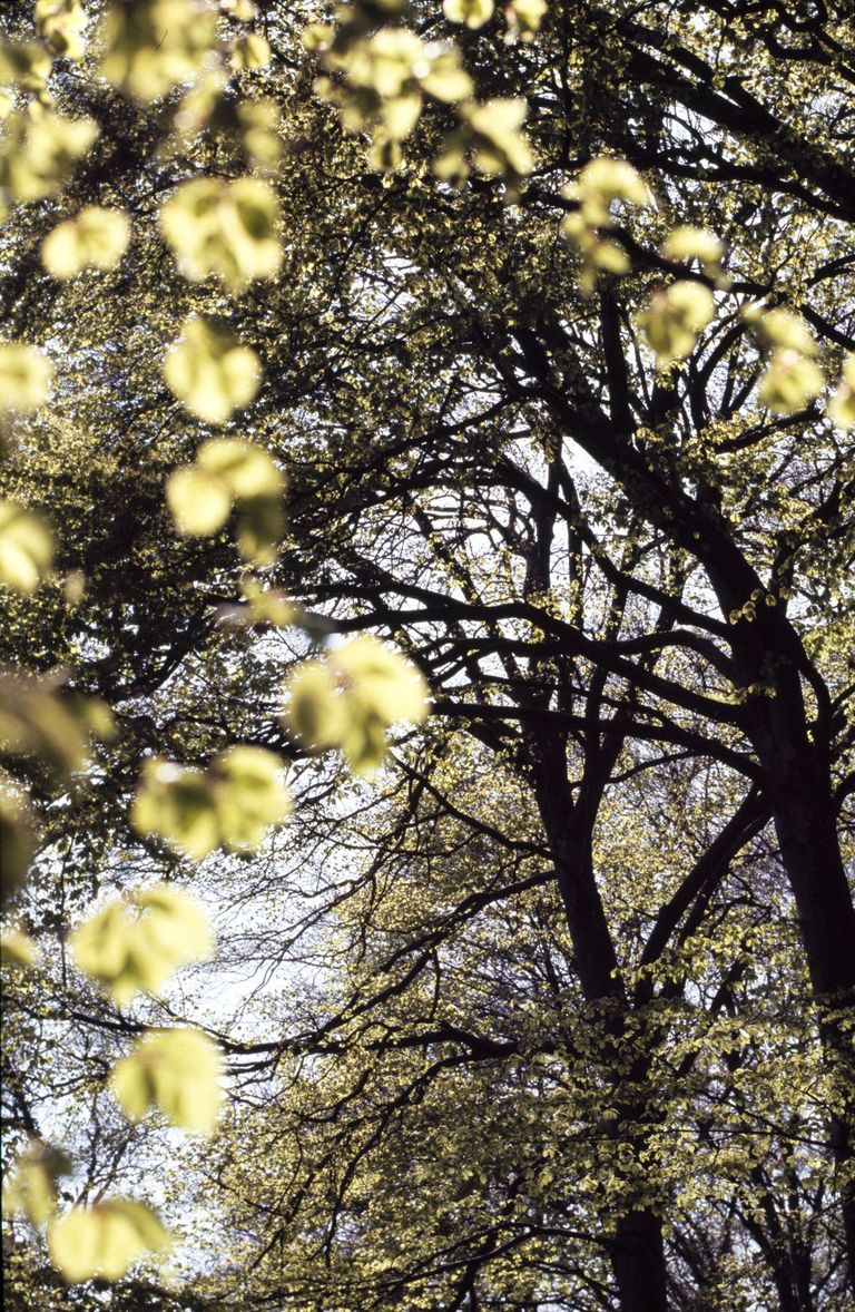hêtre forêt feuilles printemps