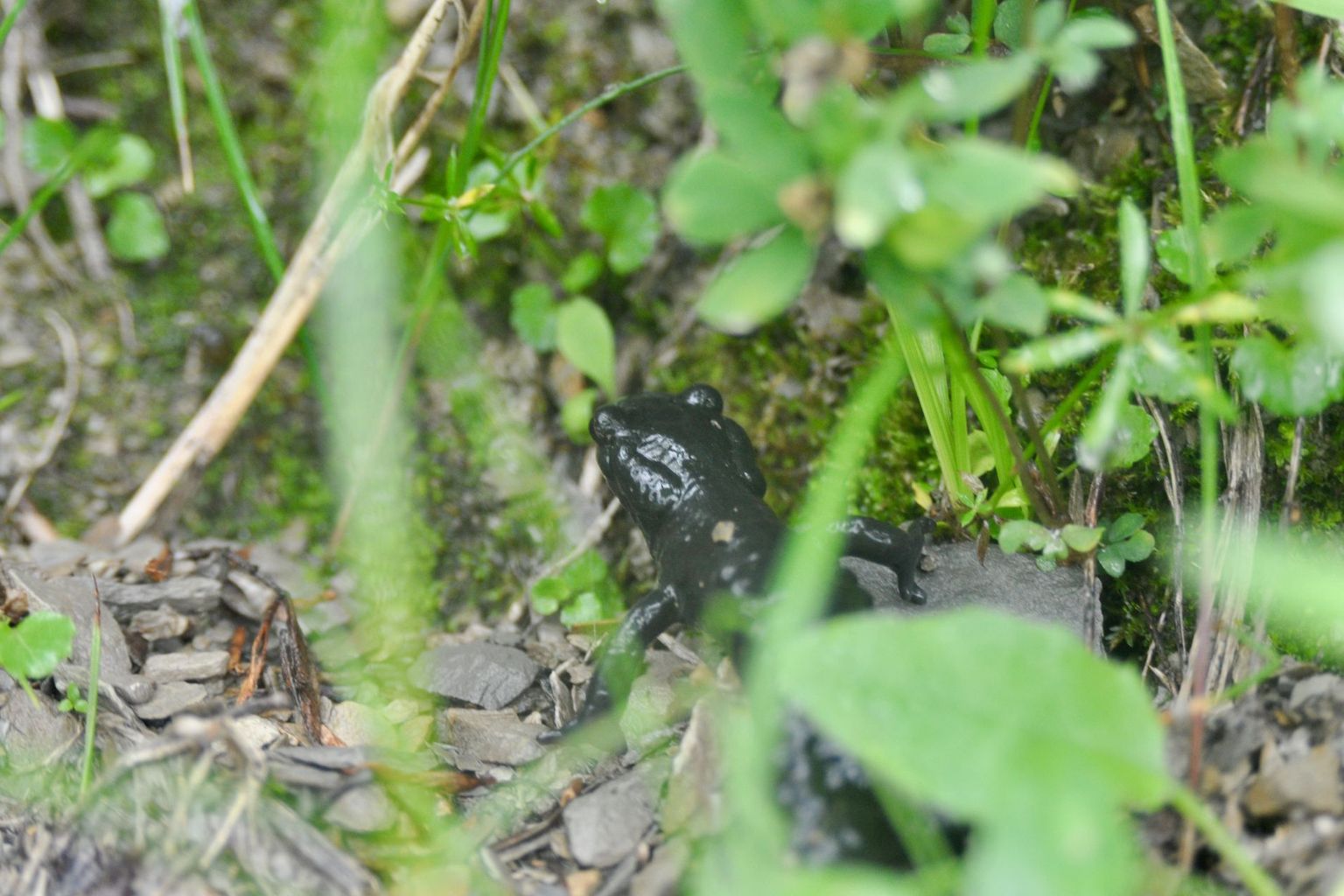 Salamandre noire, Col de Jaman, Biology Week 2021