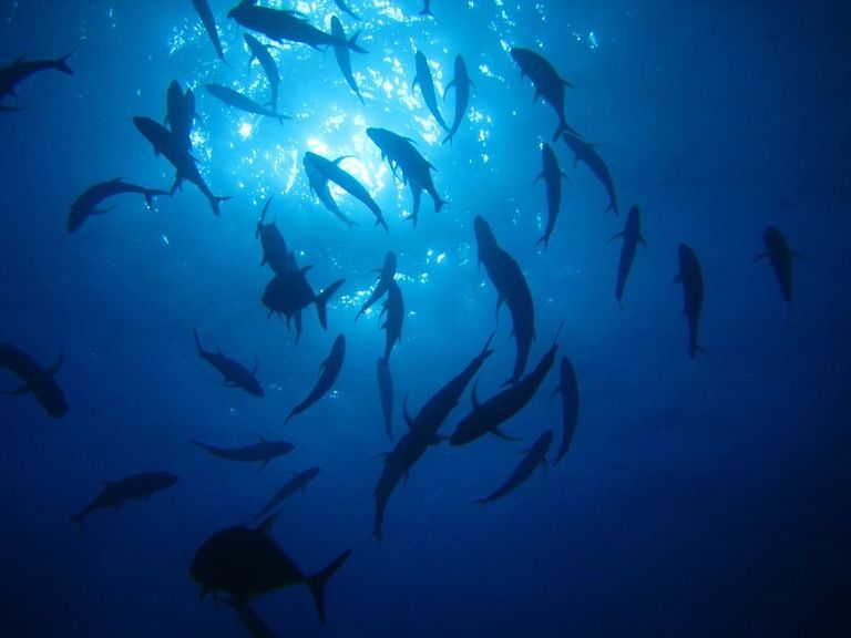 Les populations de poissons marins sont menacées