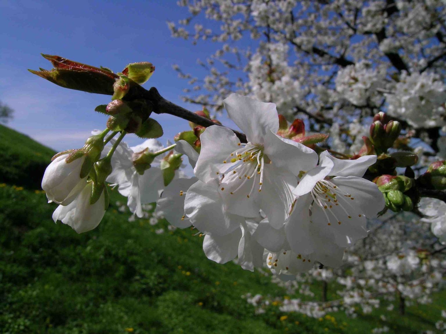 Cherry blossoms Seebodenalp KPS