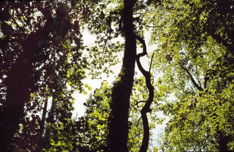 auenwald laubmischwald
