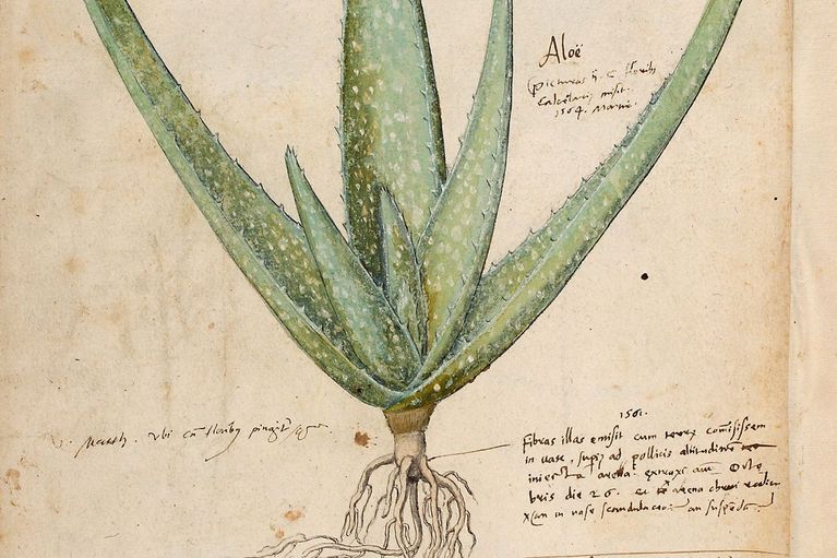 Ausschnitt Gessner Historia Plantarum 2 Blatt 288r Aloe