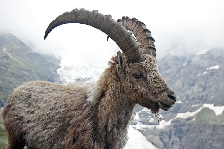 Ibex at the Glecksteinhütte over Grindelwald