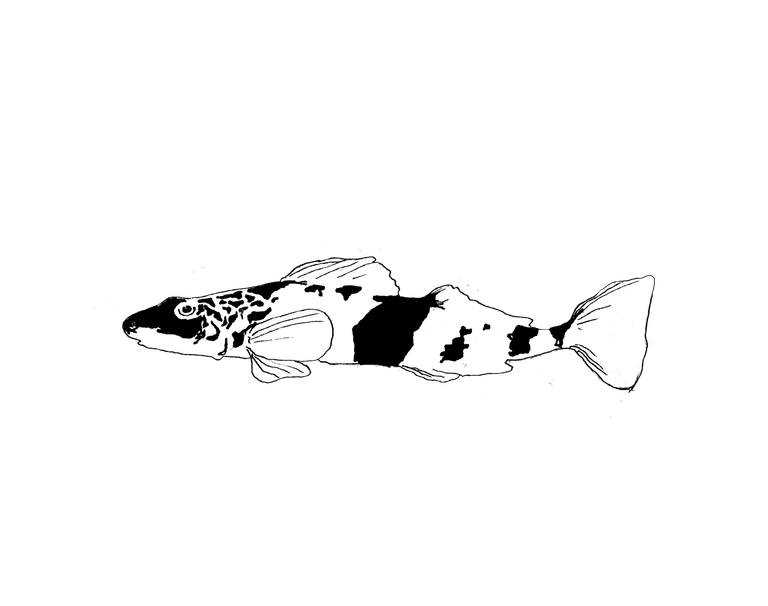 Illustration Biodiversität Fisch schwarzweiss