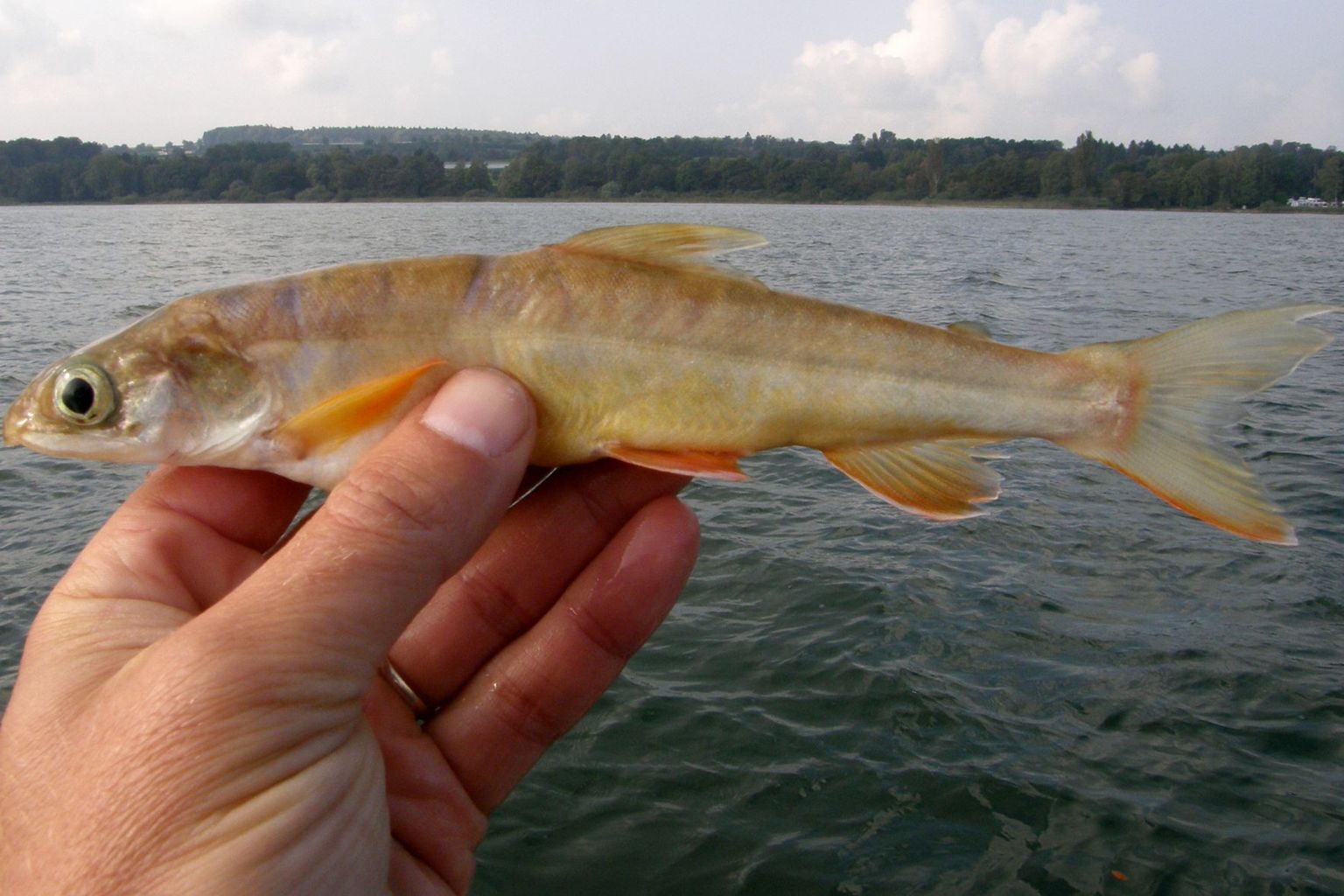 A specimen of the deep-water char (Salvelinus profundus), long believed to be extinct, found in Lake Constance (eawag).