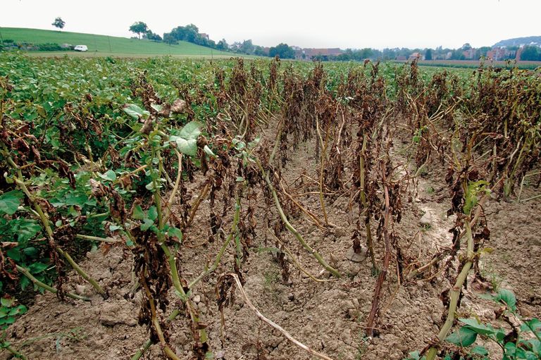 Dans le cas de variétés vulnérables, une culture de pommes de terre contaminées par le mildiou peut être totalement anéantie en quelques jours.