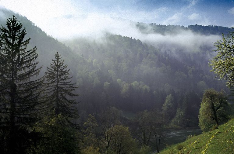 forest fog river valley