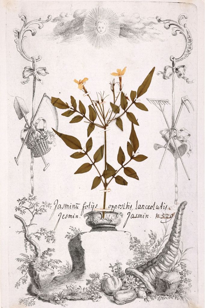 Jasminum foliis oppositis lanceolatii: Das Präparat dieser Jasmin-Art ist über 250 Jahre alt.