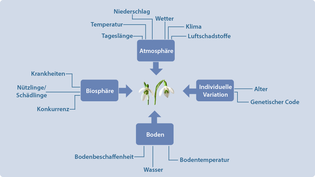 Einflussfaktoren der Pflanzenphänologie nach Defila, C. (1991). Pflanzenphänologie der Schweiz. Veröffentlichungen der Schweizerischen Meteorologischen Anstalt 1, 235.