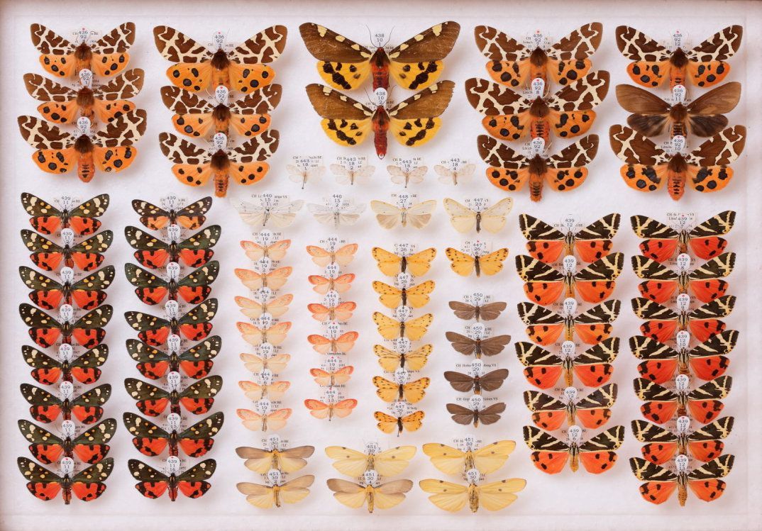 Schmetterlinge aus der Sammlung des Naturhistorischen Museums Bern.