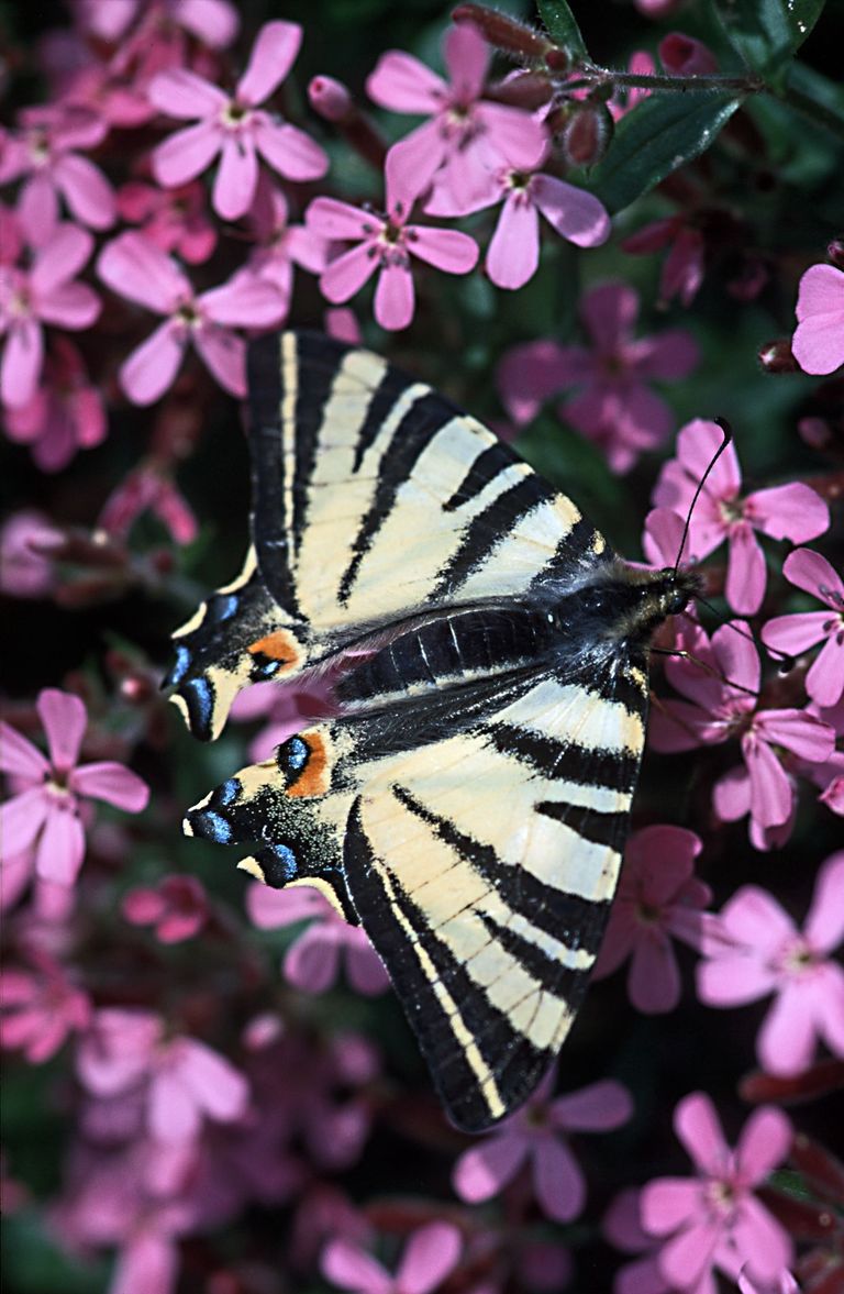 farfalla insetto