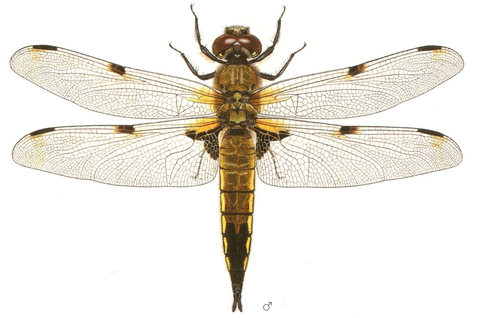 Vierfleck (Libellula quadrimaculata) - Libellenstudien von Paul-André Robert (1901–1977) - Würdigung des Künstlers in Fauna Helvetica, Band 12 (2005)