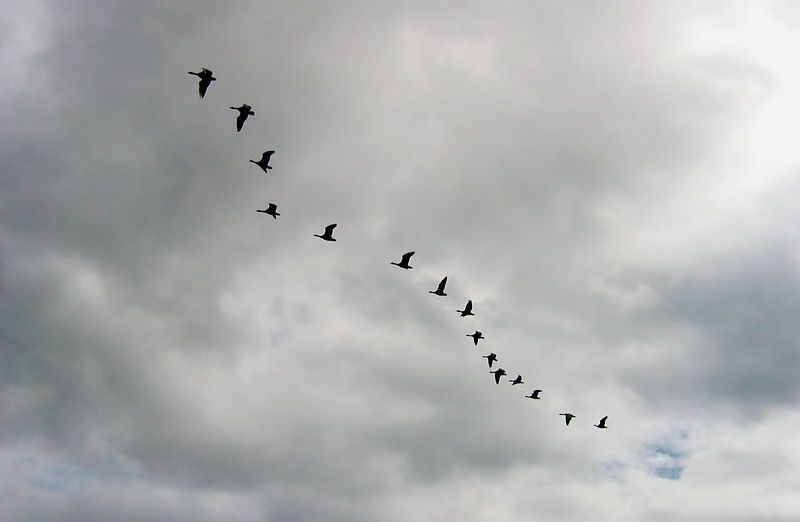 Les oies sauvages en vol