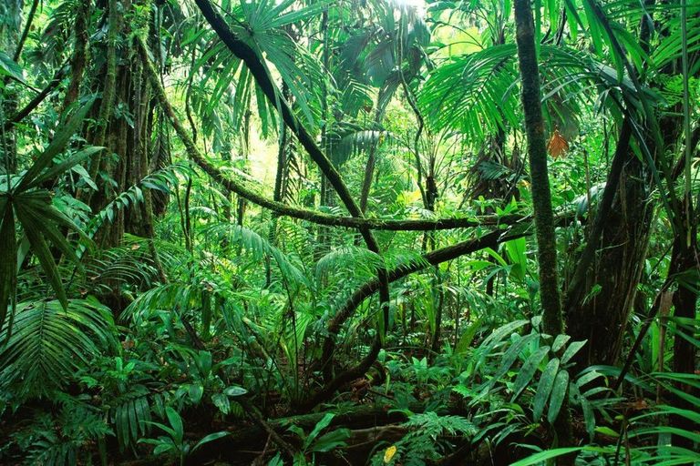 Tropischer Renenwald in Chiapas