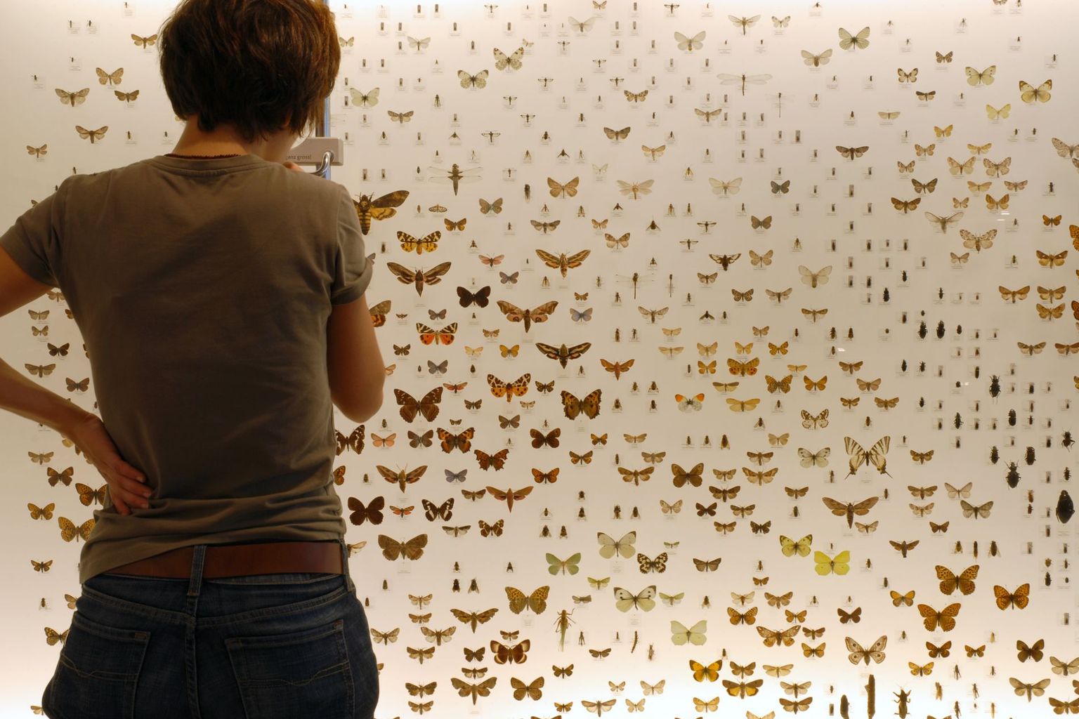 Exposition permanente papillons Naturmusem Thurgau