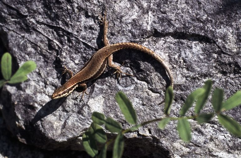 common wall lizard rock reptile