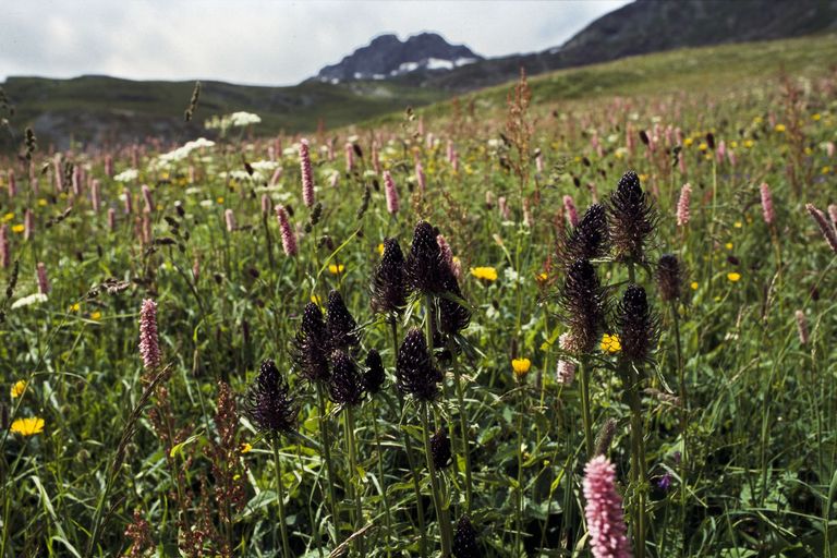 fleurs montagne prairie grasse