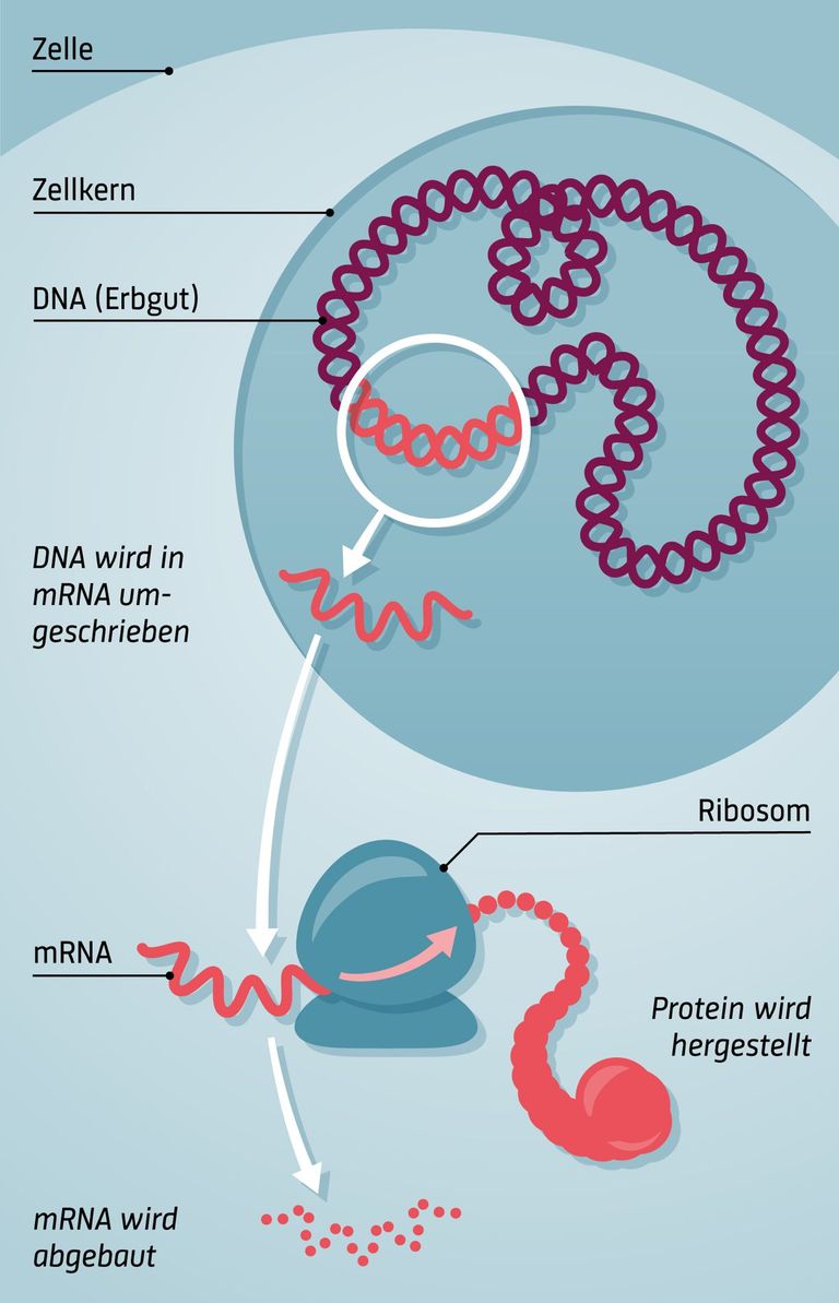 Funktion von mRNA