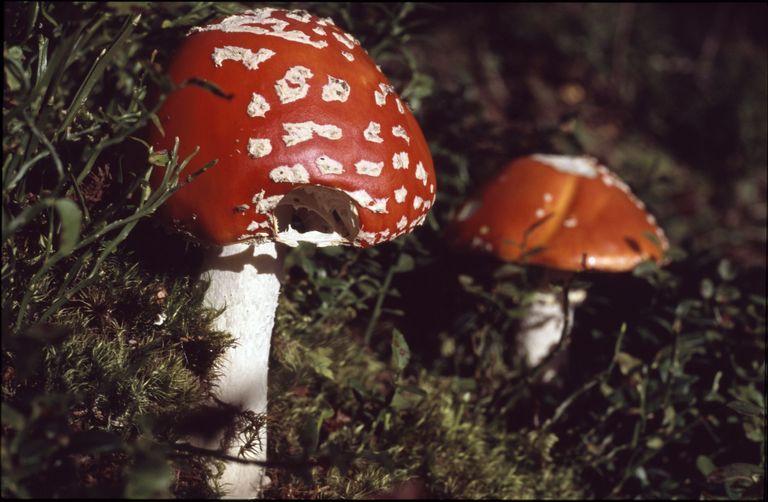 fly agaric spruce forest