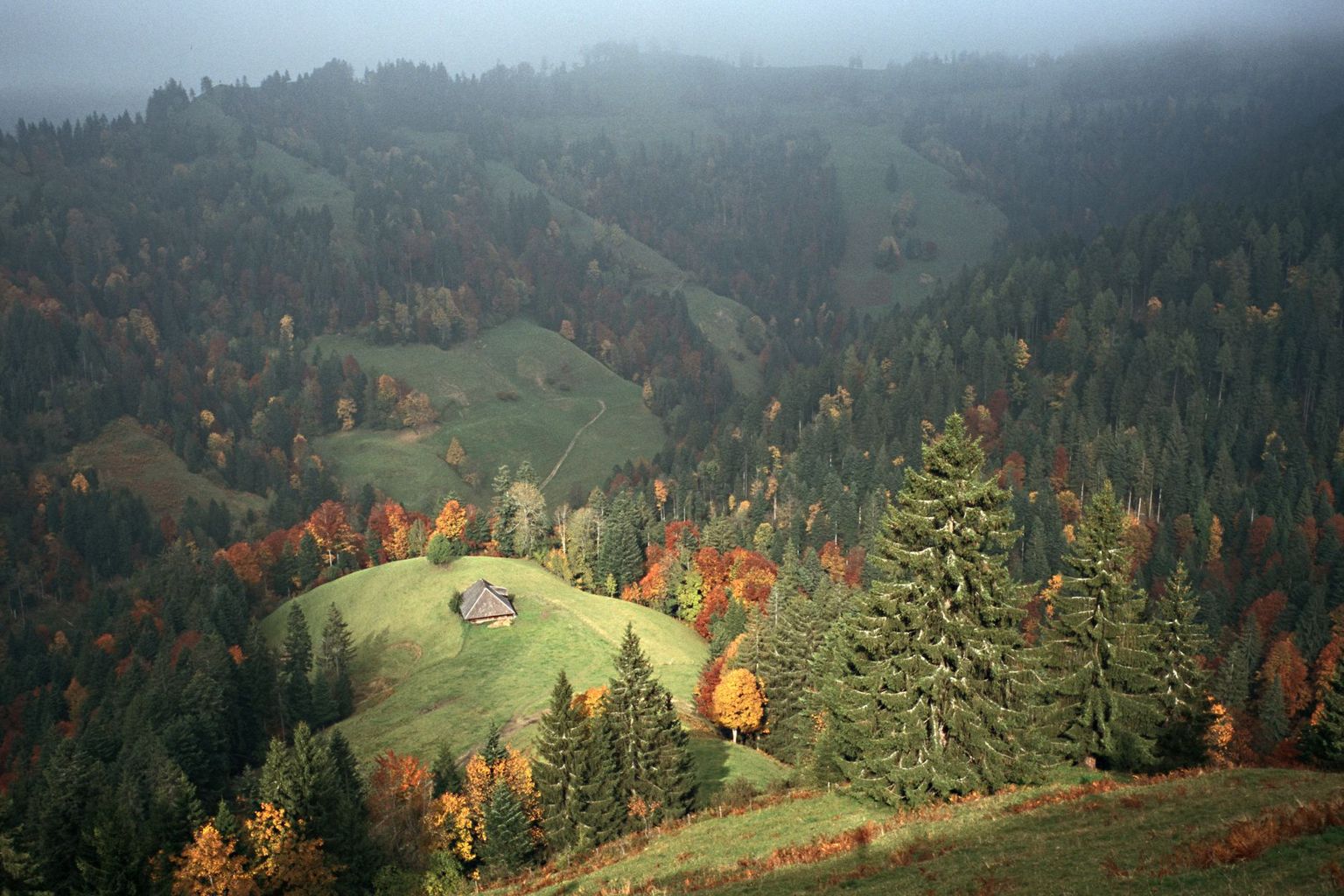 paysage colline automne forêt