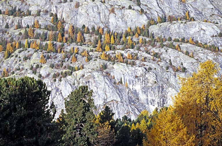 larch forest mountains autumn