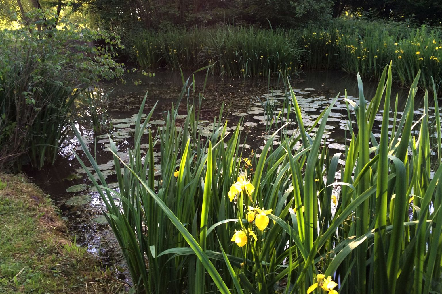 Gelbe Schwertlilien im Biotop des Centre Loewenbergs