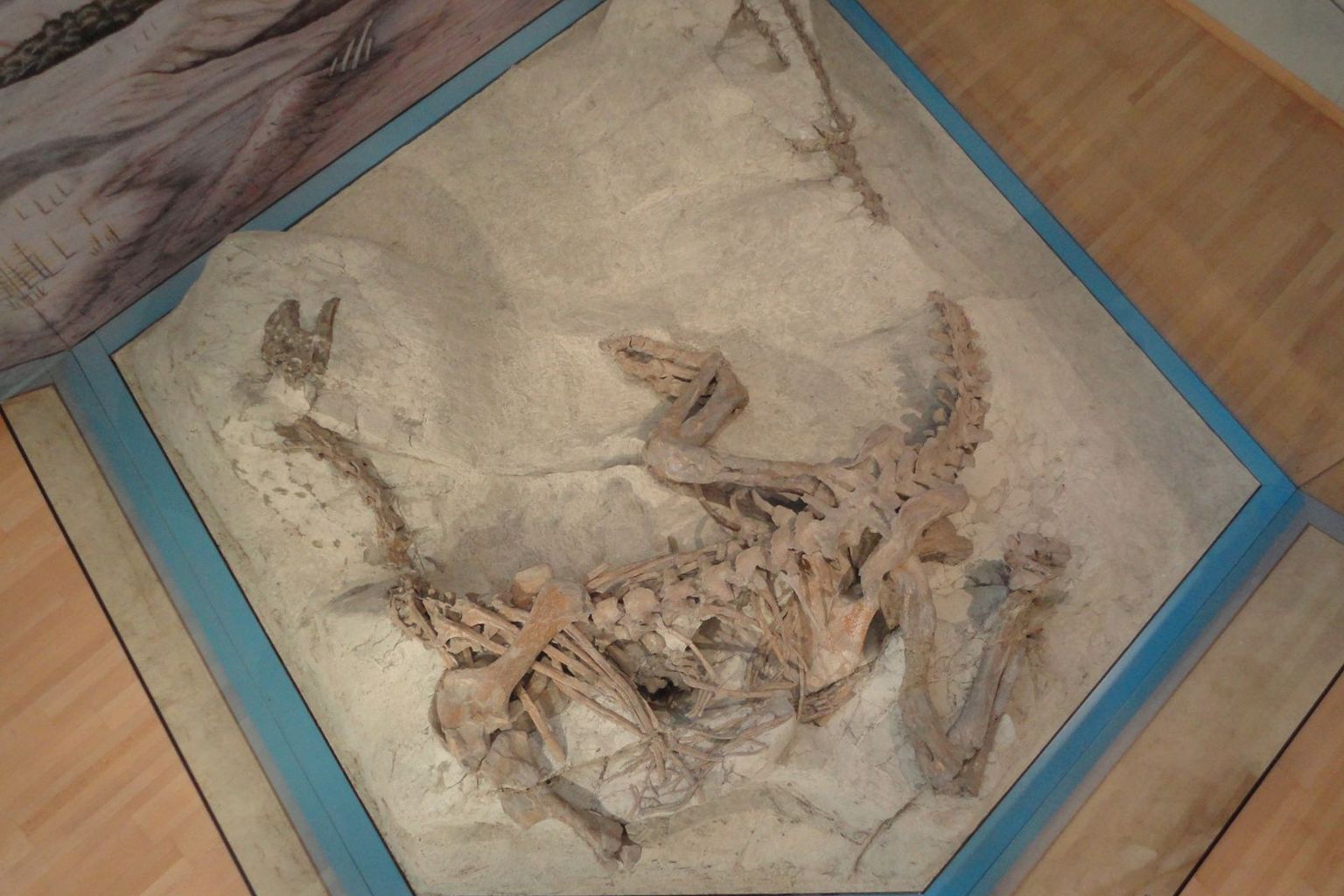 Skelett eines Plateosaurus