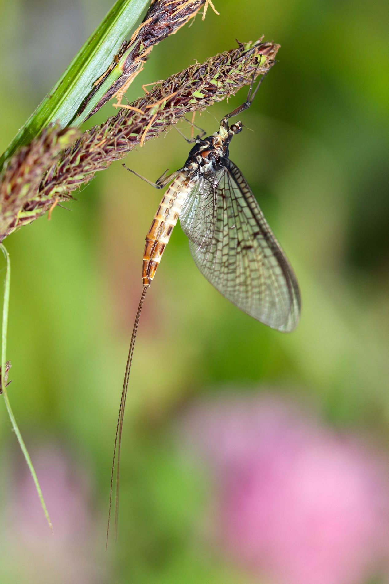 Ephemera danica (Green drake mayfly)