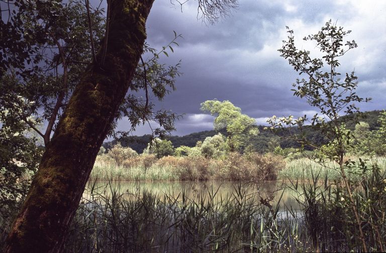 thundery atmosphere lake alluvial forest