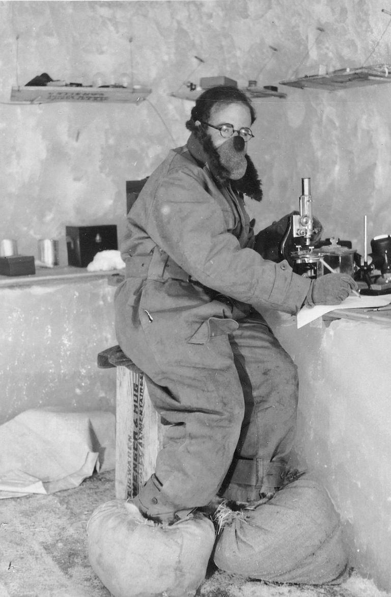 Max Perutz au microscope dans le laboratoire aménagé dans la glace au Jungfraujoch.