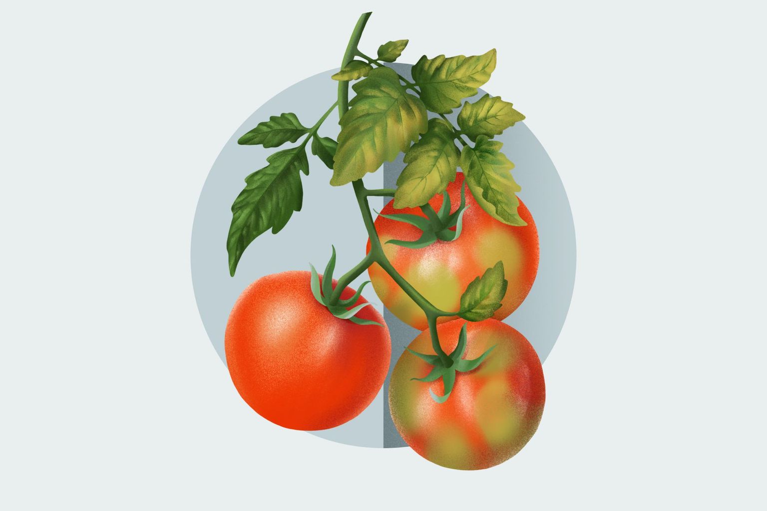 Tomate mit und ohne Resistenz gegen das Jordanvirus