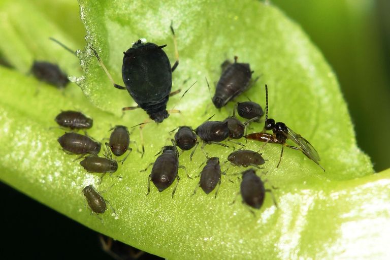 black bean aphid Aphis fabae & its parasitoid Lysiphlebus fabarum