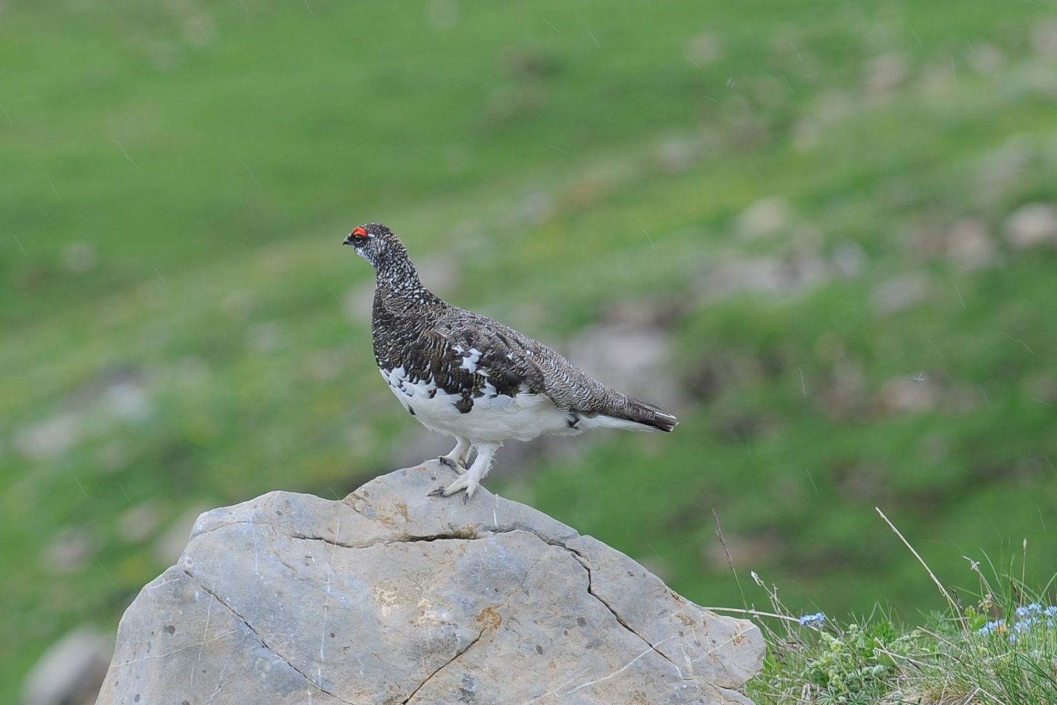 Alpenschneehühner sind seit den 1990er Jahren durchschnittlich 120 m weiter oben zu finden.  (Atlas des Schweizerischen Nationalparks, 2013, S. 138)