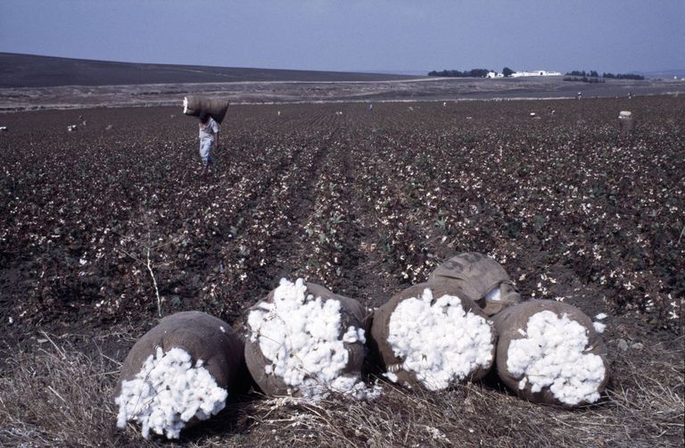 agricoltura cotone marocco